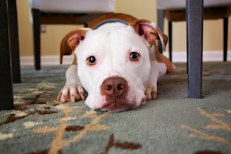 dog laying on area rug