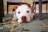dog laying on area rug