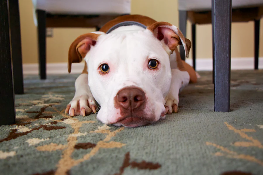 A dog resting its head on a patterned rug in a quiet living room