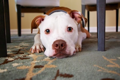 A dog resting calmly indoors, the kind of settled focus that begins with foundational obedience