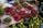 A market stall displays an assortment of fresh produce. Plates filled with vibrant red and green chilies are arranged on a stone surface, alongside baskets of green limes. There is also a large cabbage visible in the background, partially obscured.