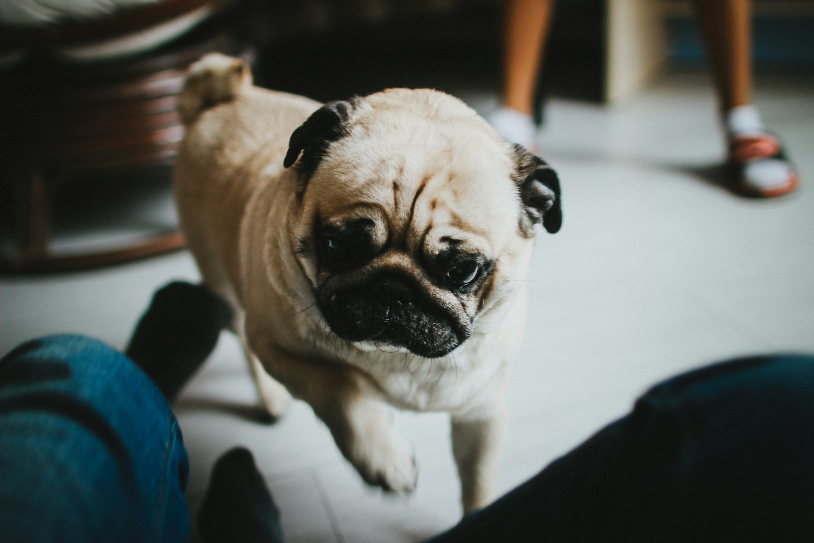 Canon EF 24mm F1.4L II USM sample photo. Fawn pug on floor photography