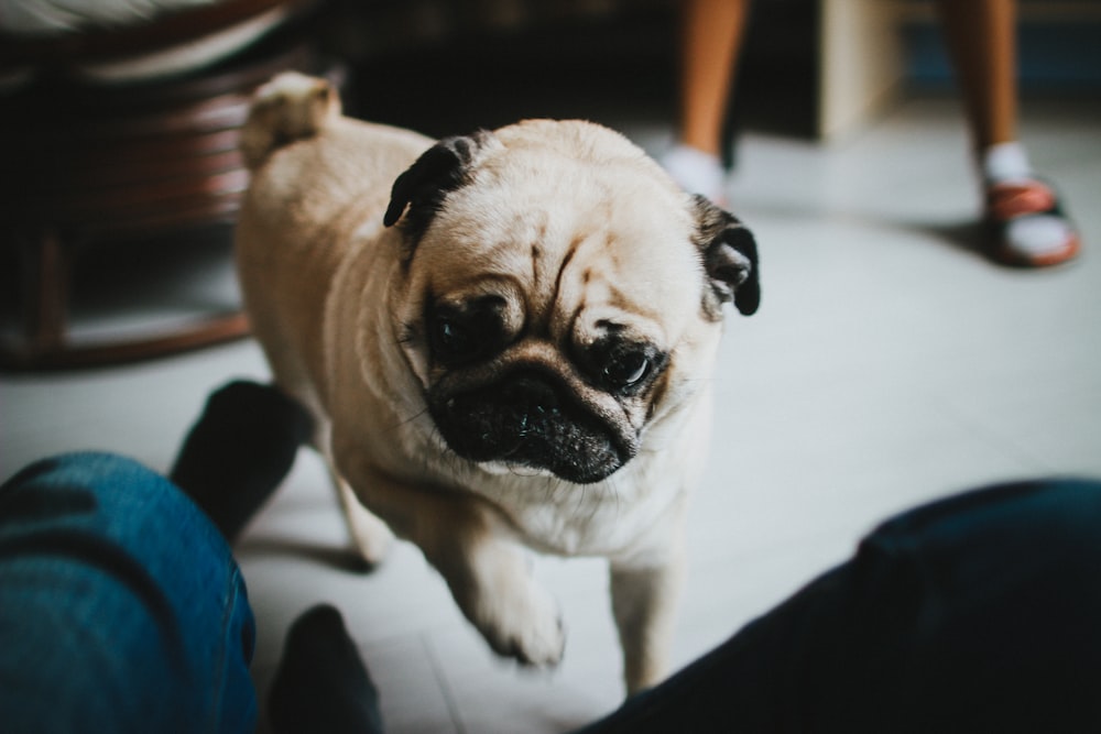 fawn pug on floor