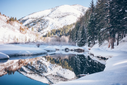 albores cubiertos de nieve cerca de un lago