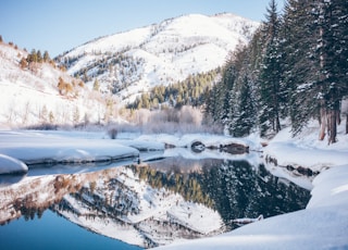 snow-covered tree near body of water