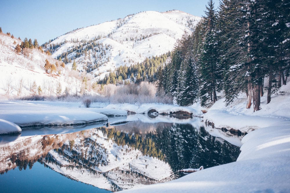 snow-covered tree near body of water