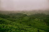 A lush green landscape with rolling hills covered in dense vegetation, likely tea plantations. Mist hovers over the scene, creating a tranquil and mystical atmosphere. The landscape is interspersed with winding paths and thick clusters of trees.