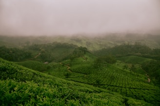 A lush green landscape with rolling hills covered in dense vegetation, likely tea plantations. Mist hovers over the scene, creating a tranquil and mystical atmosphere. The landscape is interspersed with winding paths and thick clusters of trees.