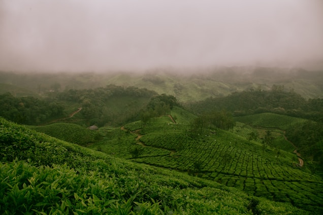 A lush green landscape with rolling hills covered in dense vegetation, likely tea plantations. Mist hovers over the scene, creating a tranquil and mystical atmosphere. The landscape is interspersed with winding paths and thick clusters of trees.