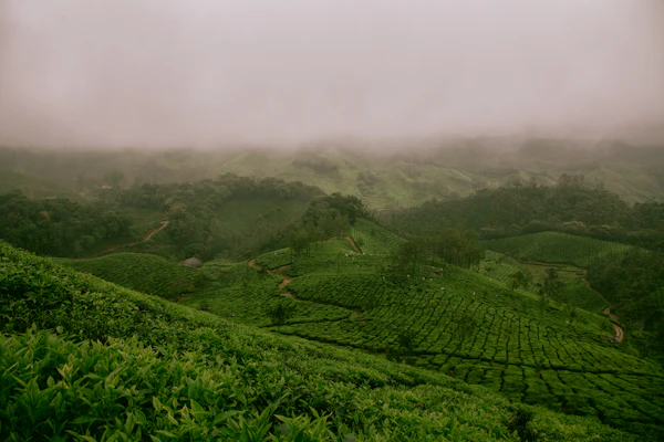 Calicut & Wayanad Escape