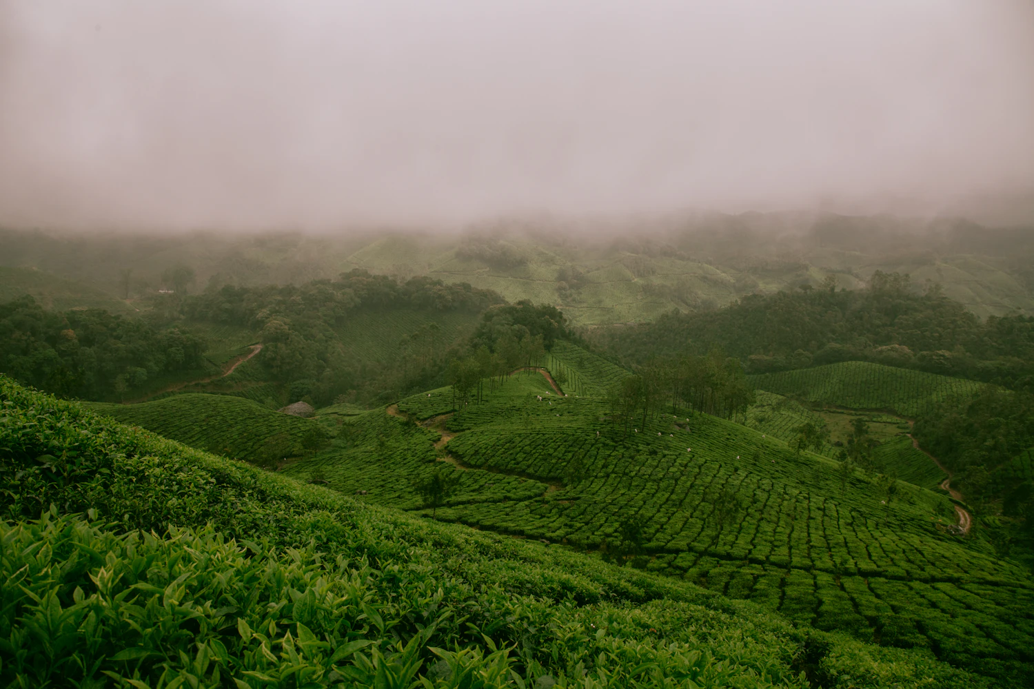Rolling hills of tea plants in traditional Japanese tea growing regions