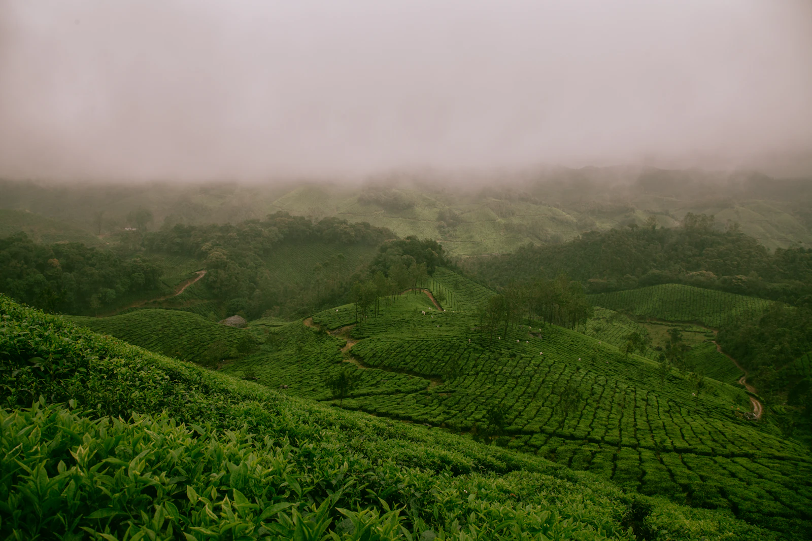 Darjeeling & the toy train gallery 2