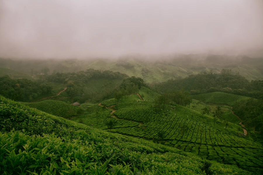 Tea plantation hills