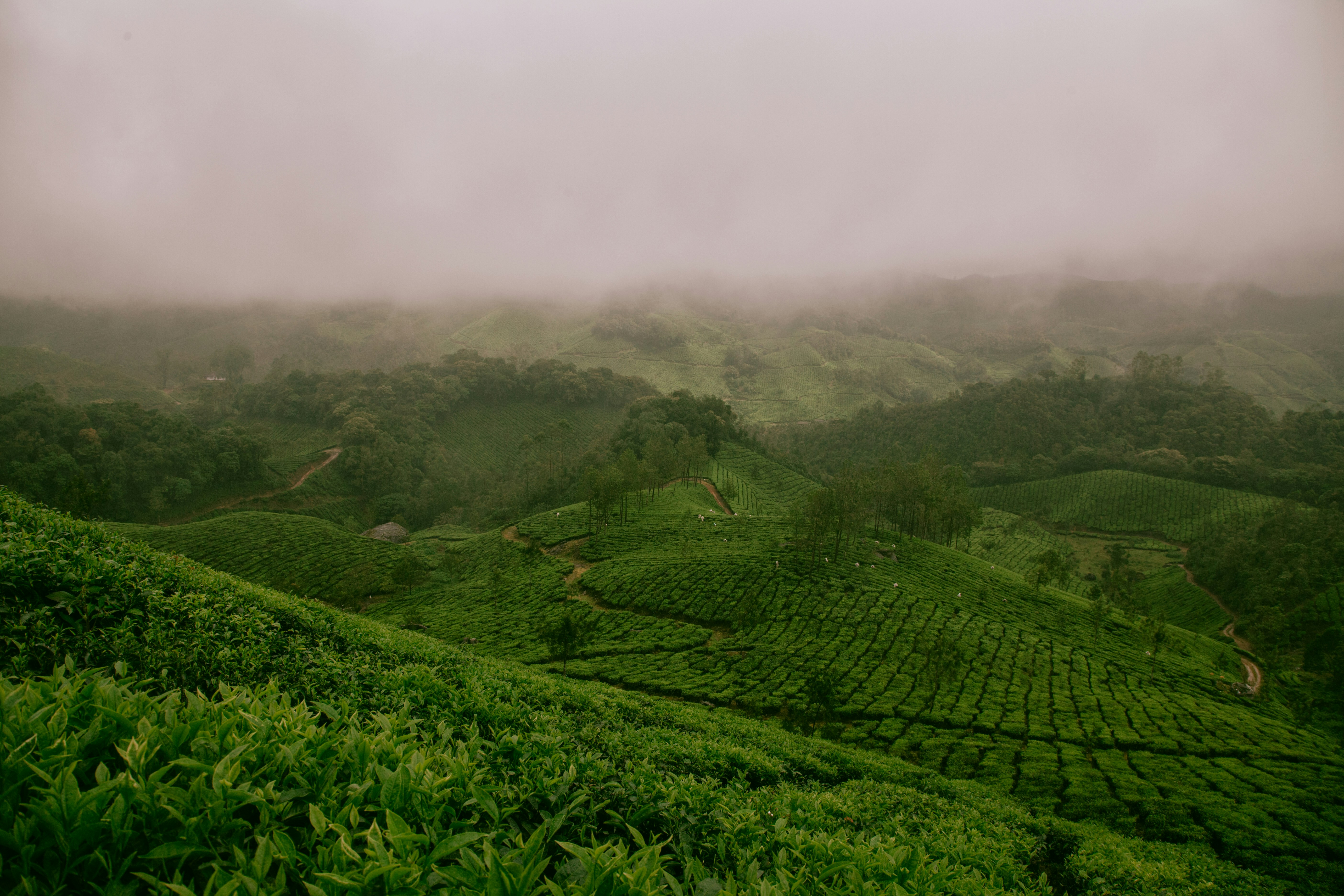 Tea estate in Srilanka