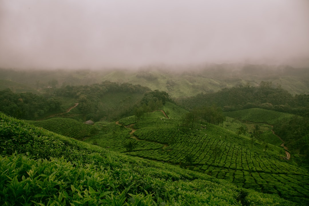 hills covered with green plants \], Farm Fields of Munnar