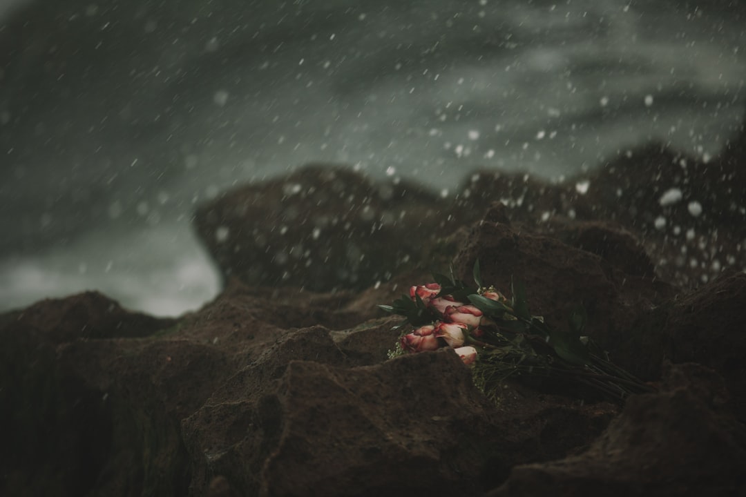 pink flowers on brown rocks