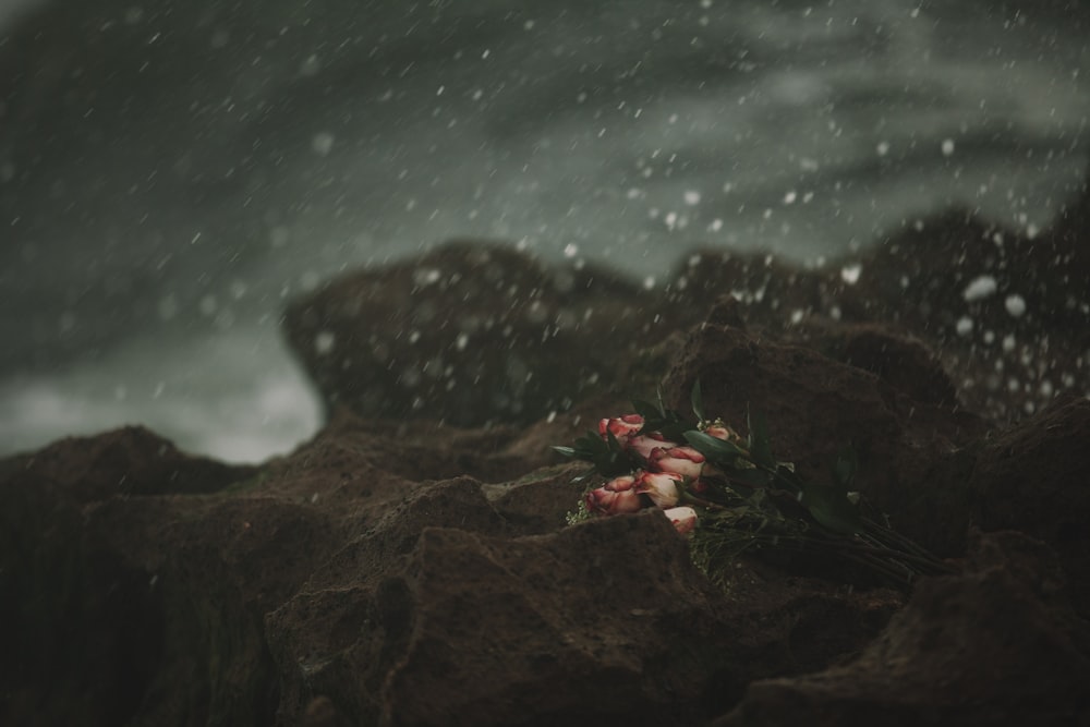 flores rosadas sobre rocas marrones