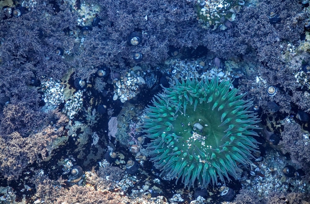 fotografia subaquática de corais