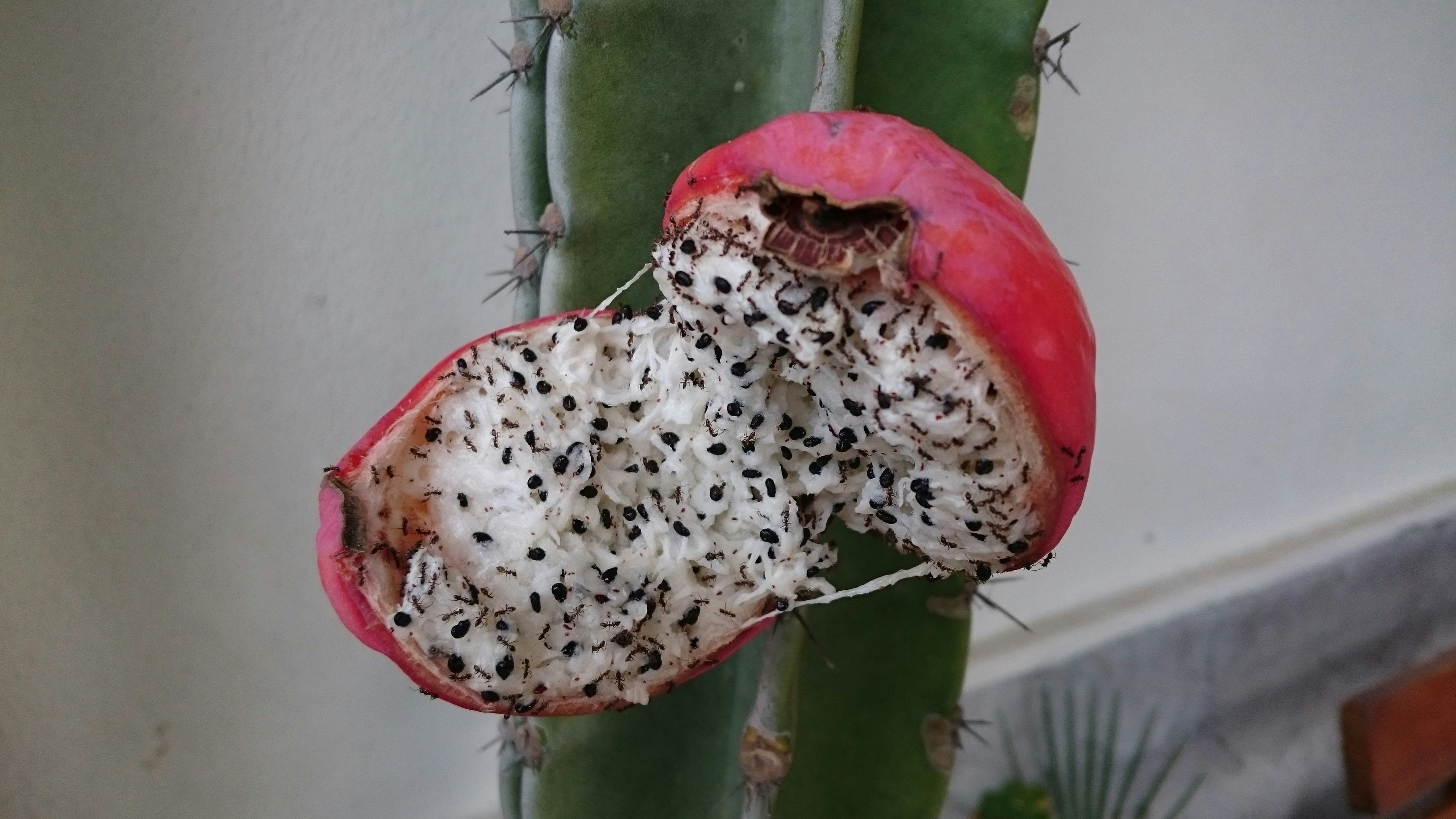Unlocking the Power of Dehydrated Cactus