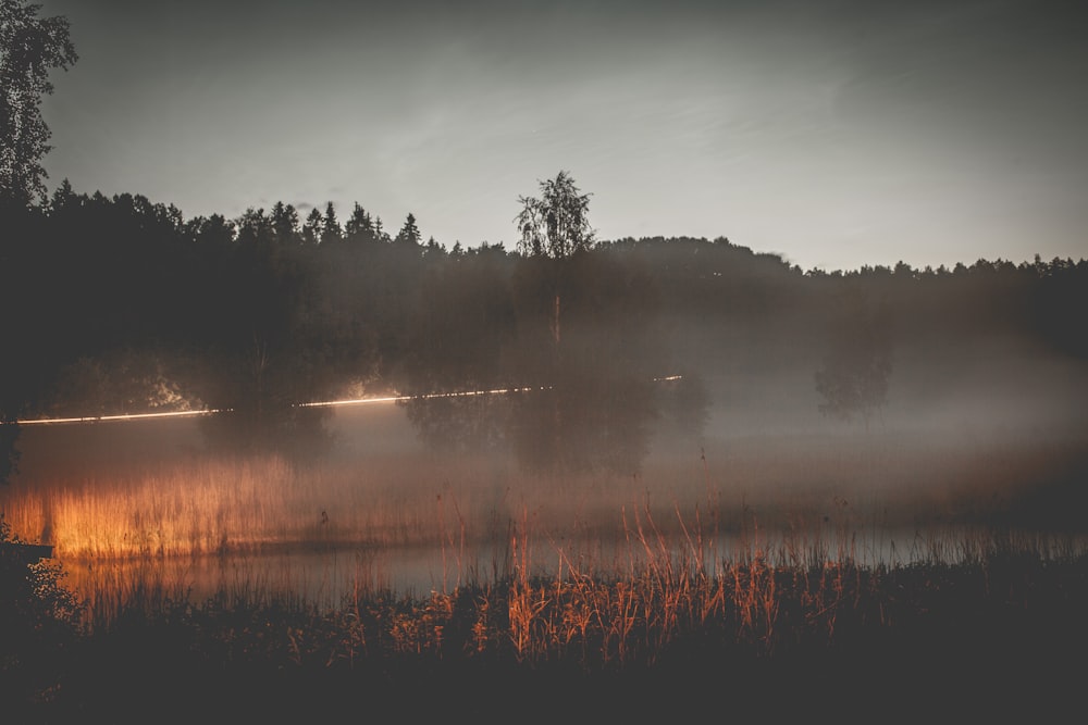 Arbres près de l’eau avec les rayons du soleil