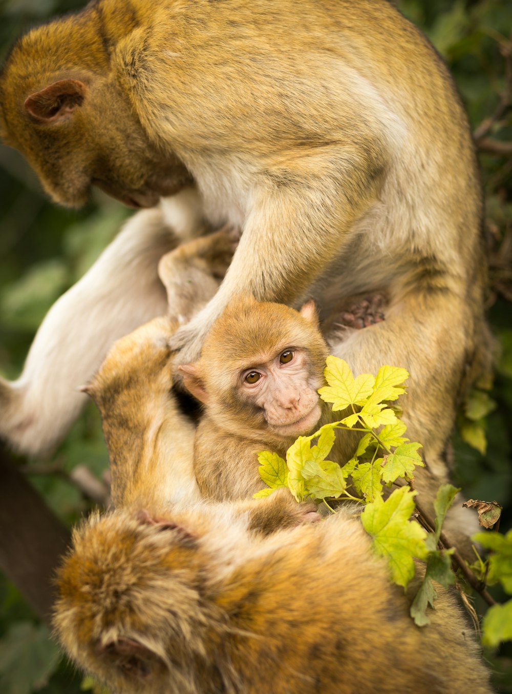 several monkeys on tree during day