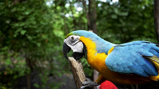 Scarlet Macaw in Guayaquil Ecuador