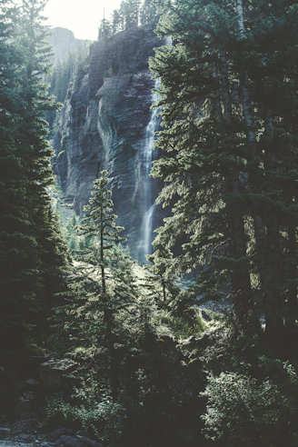 time lapse photo of falls on forest trees