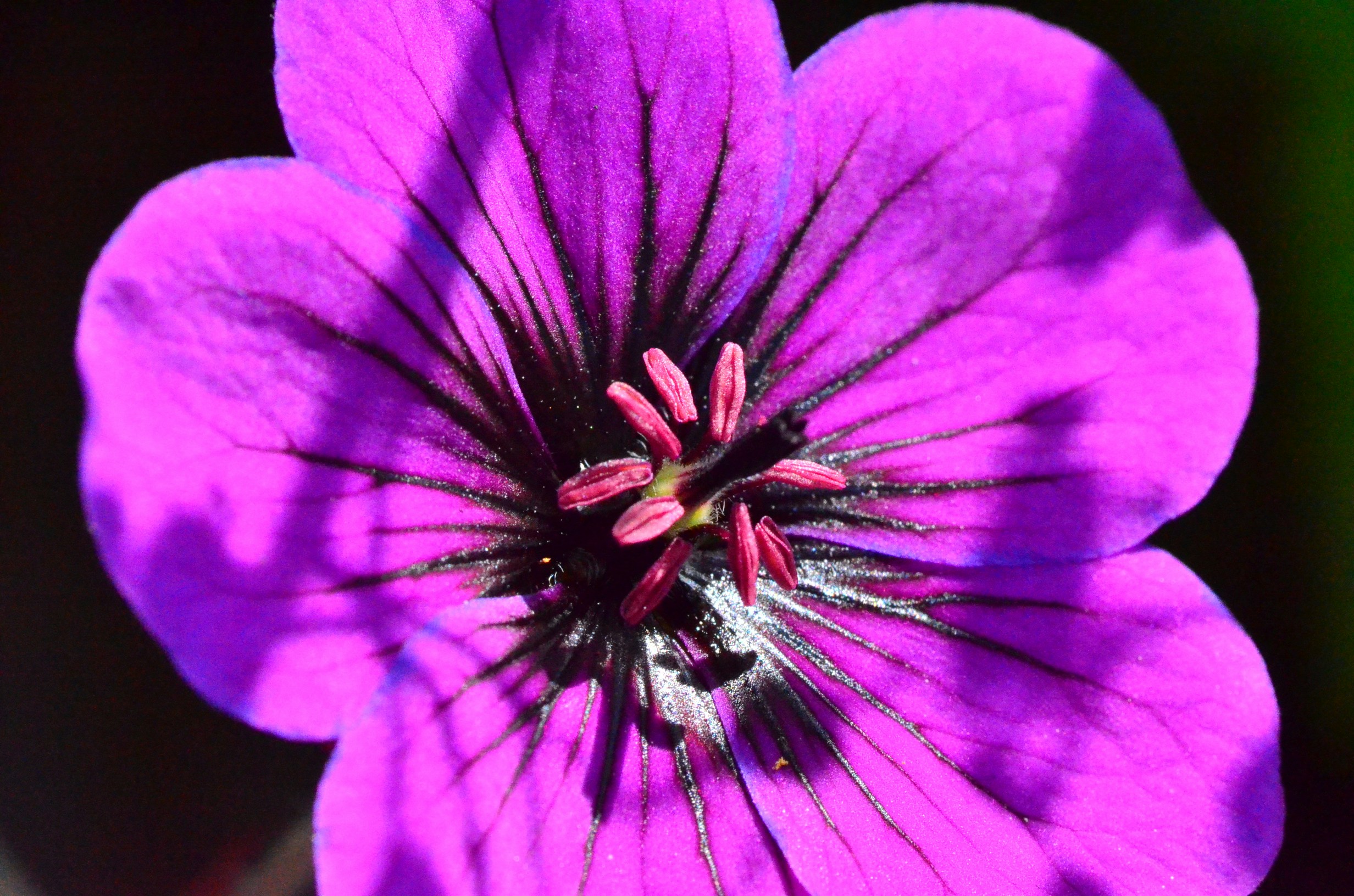 Free Unsplash photo from TRISHA LUNA