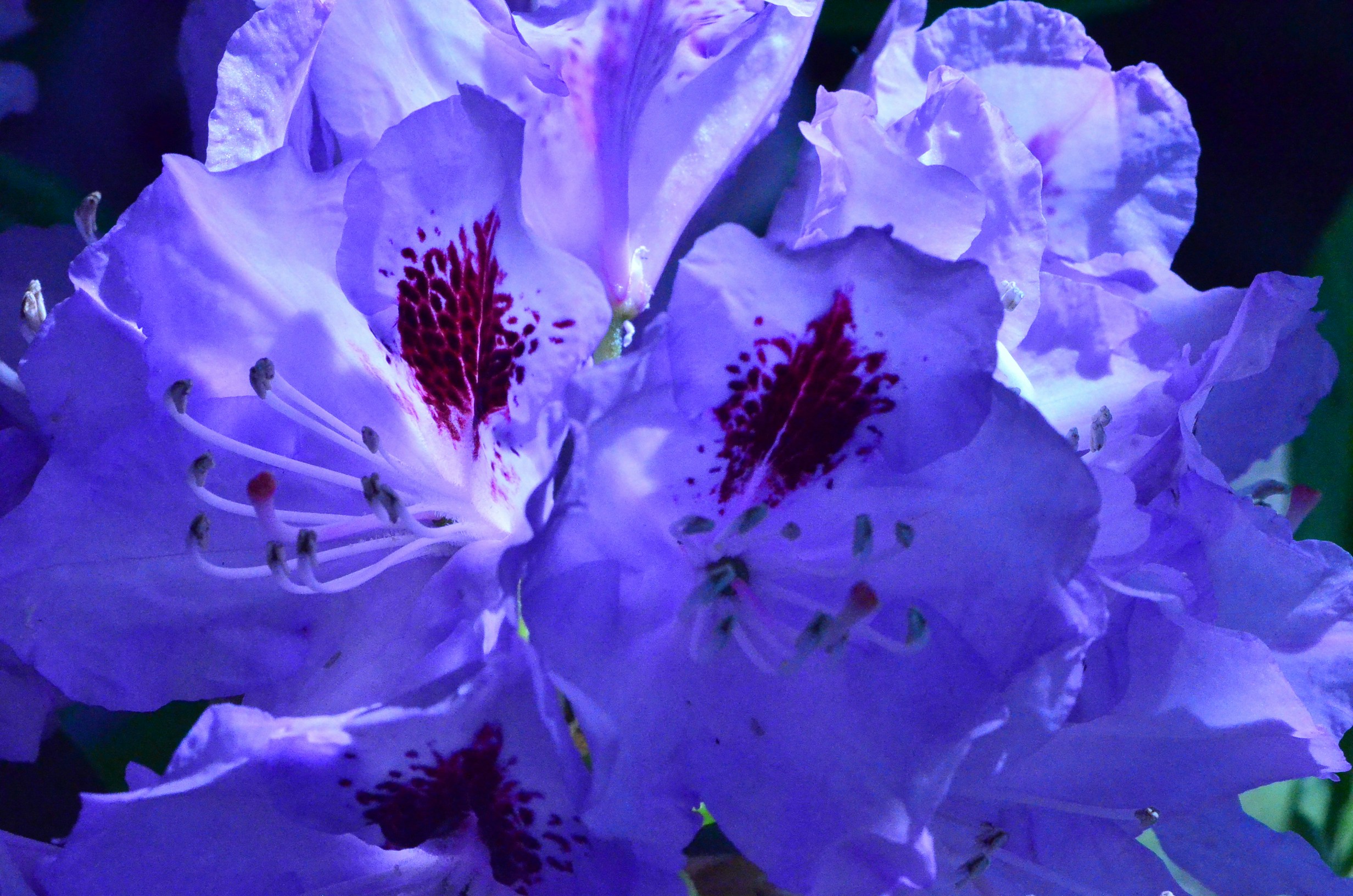 Free Unsplash photo from TRISHA LUNA