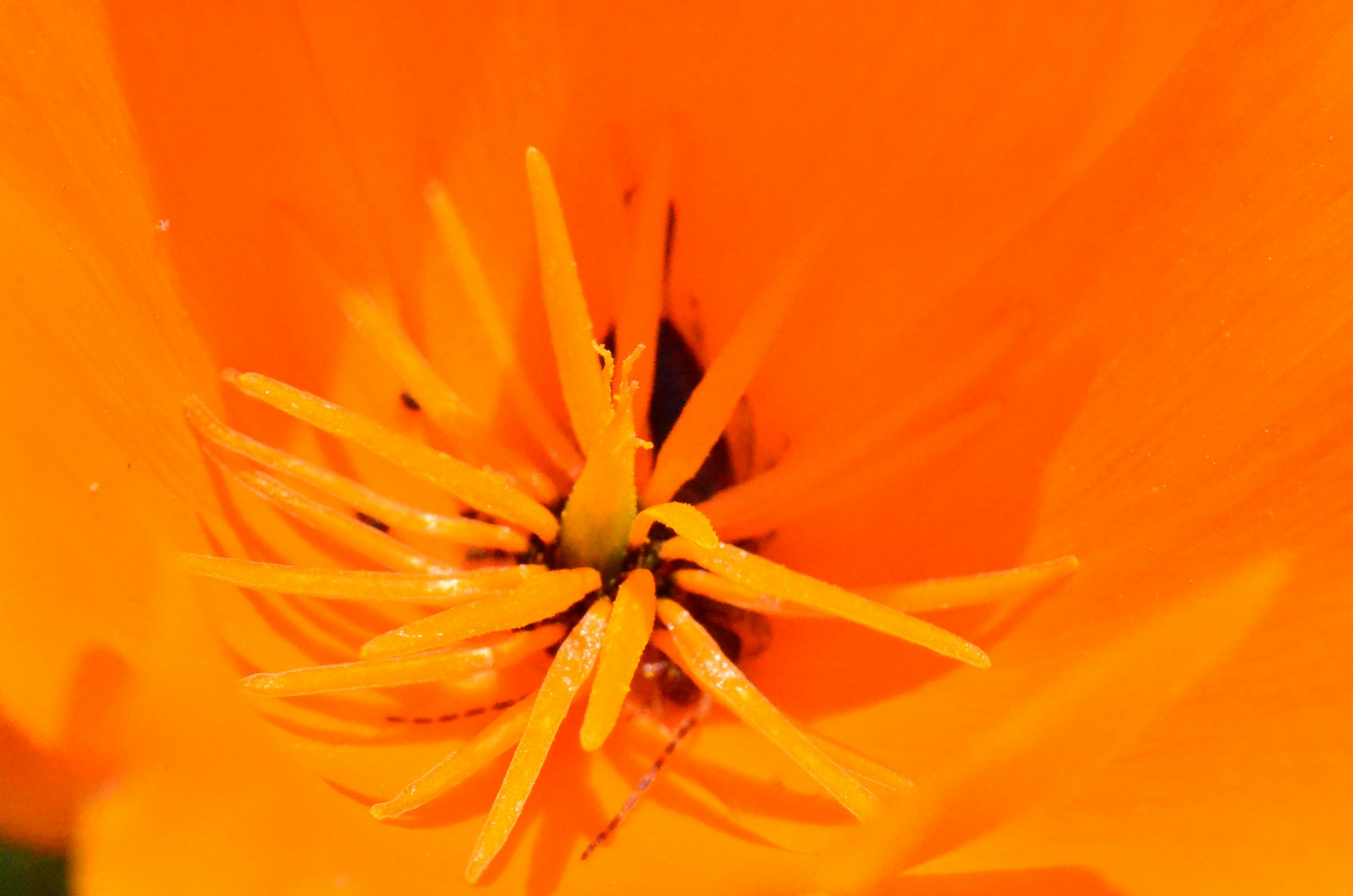 Free Unsplash photo from TRISHA LUNA