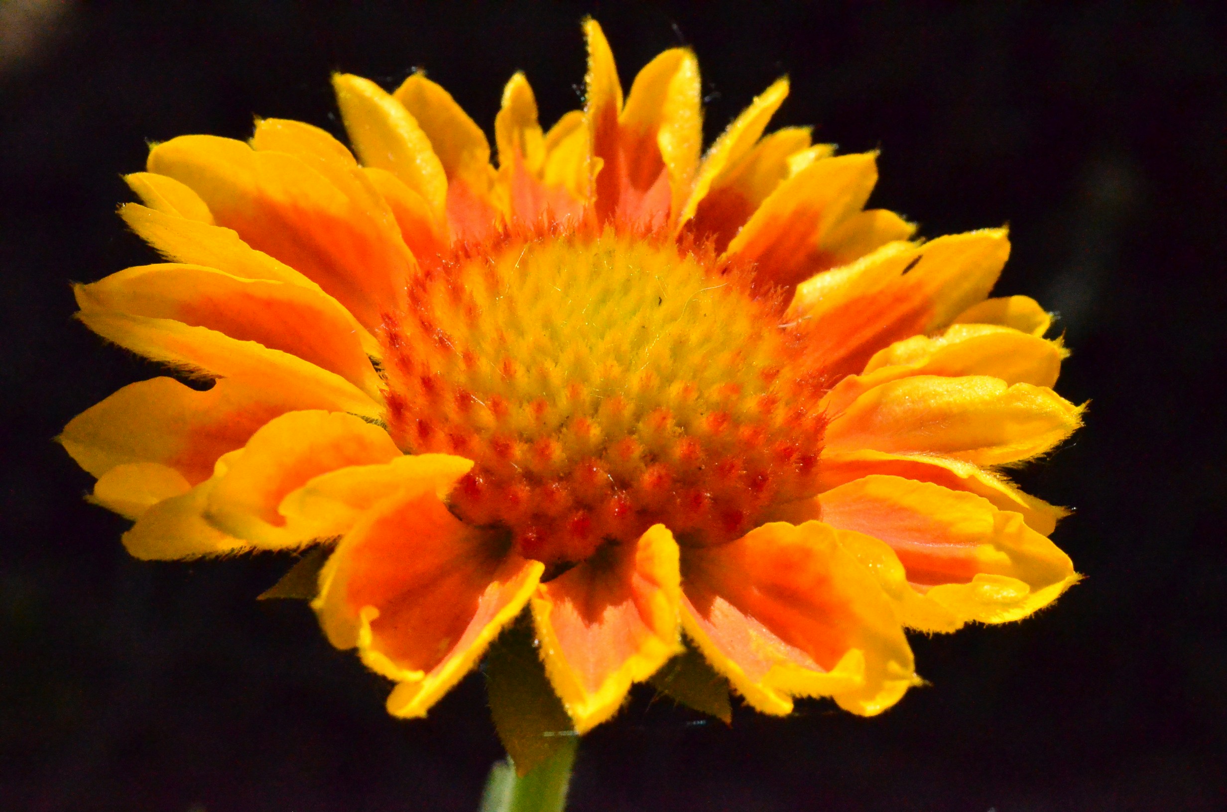 Free Unsplash photo from TRISHA LUNA