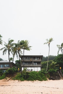 four green palm trees near white and black house