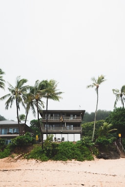 four green palm trees near white and black house