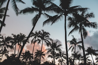gray scale photography of coconut trees during daytime