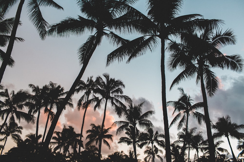 gray scale photography of coconut trees during daytime