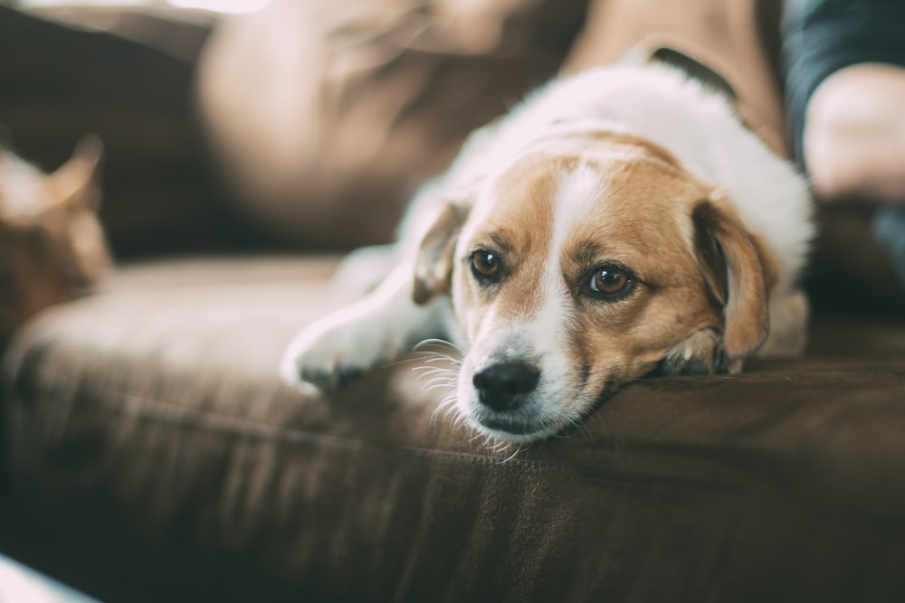 selektiv fokussiert von braunem Hund, der auf dem Sofa liegt