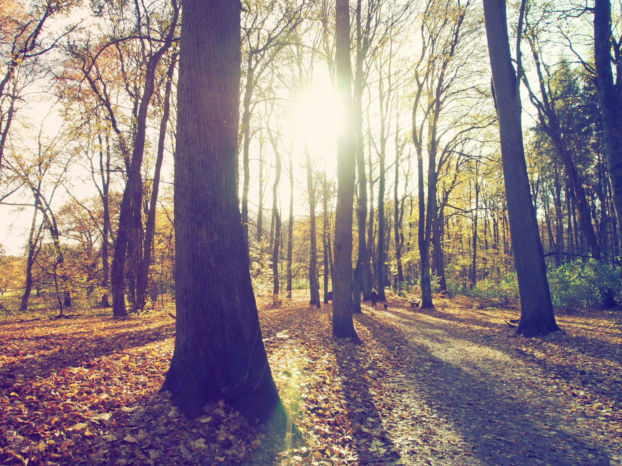 Free Unsplash photo from Florian Schleinig