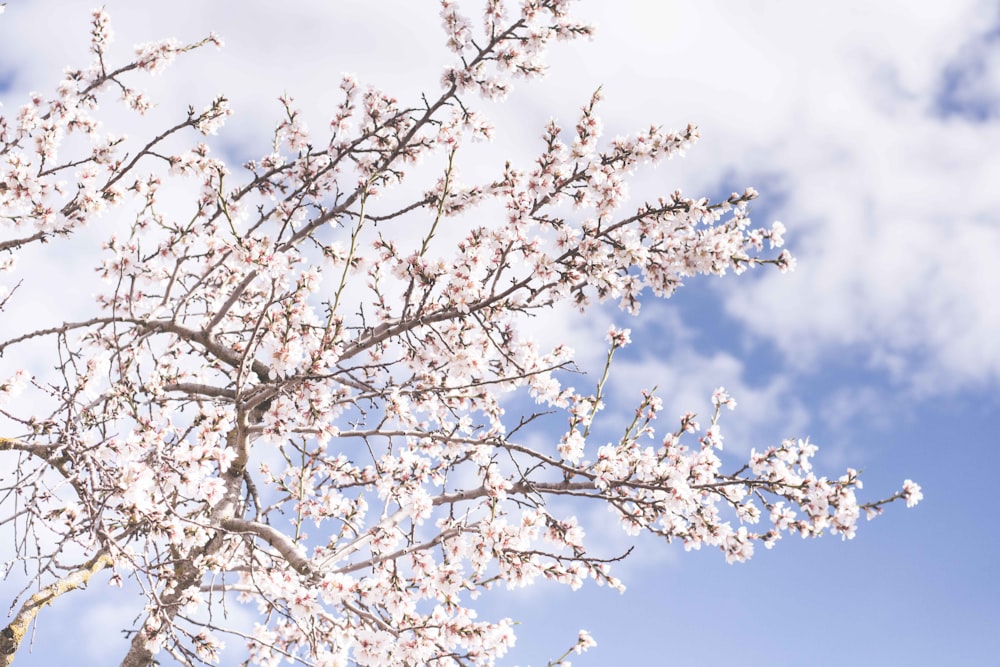 white cherry blossoms