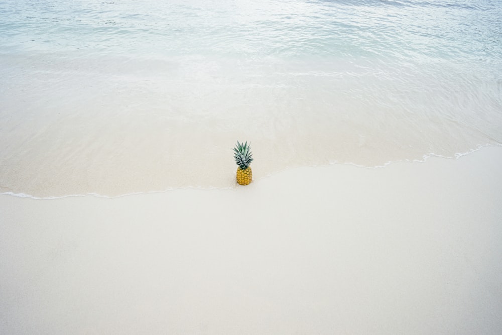 Piña en la orilla del mar de arena blanca