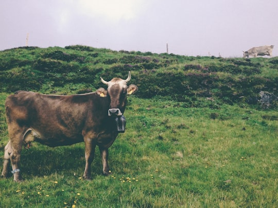 brown cow on green grass field in Swiss Alps Switzerland