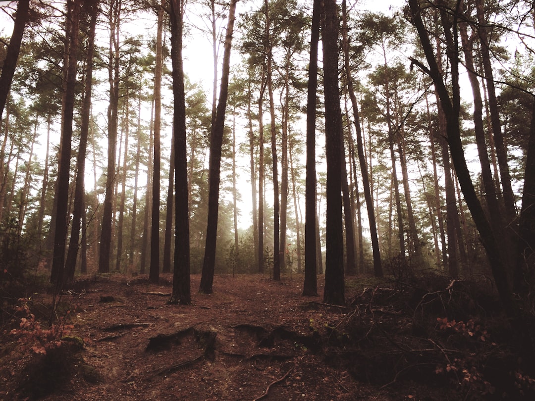 travelers stories about Forest in Fürth, Germany