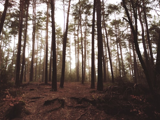 forest during daytime in Fürth Germany