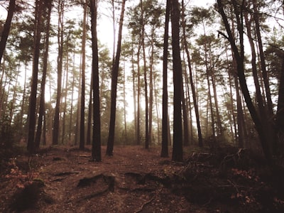 forest during daytime