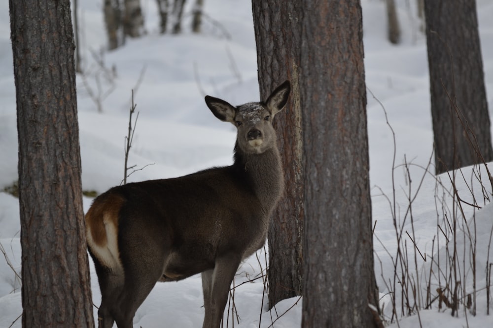 grey deer near trees