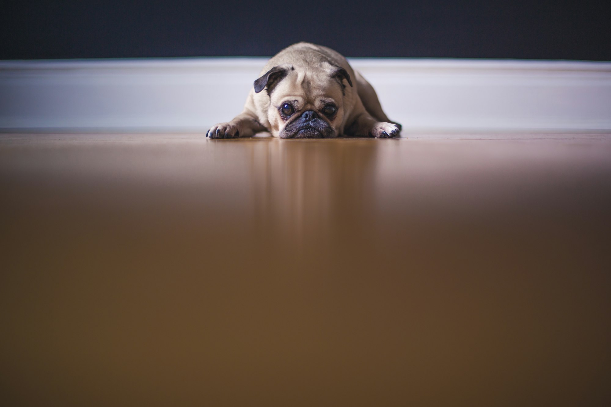 anxious fawn pug lying on floor