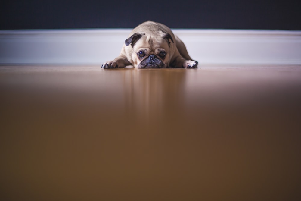 fawn pug lying on floor