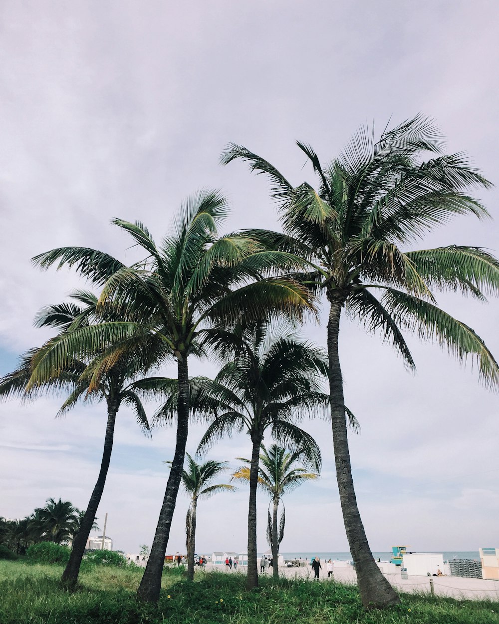 coconut trees on green grass field