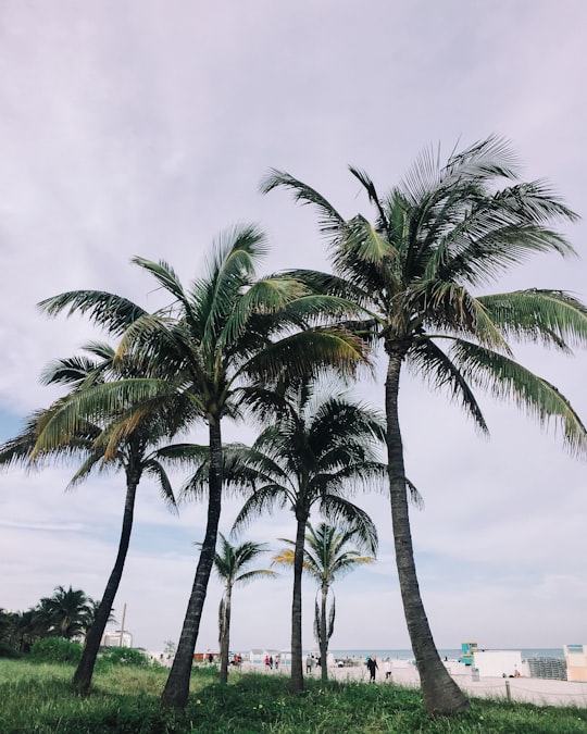 coconut trees on green grass field in South Beach United States