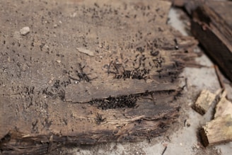 Ants crawling on a wooden surface being treated
