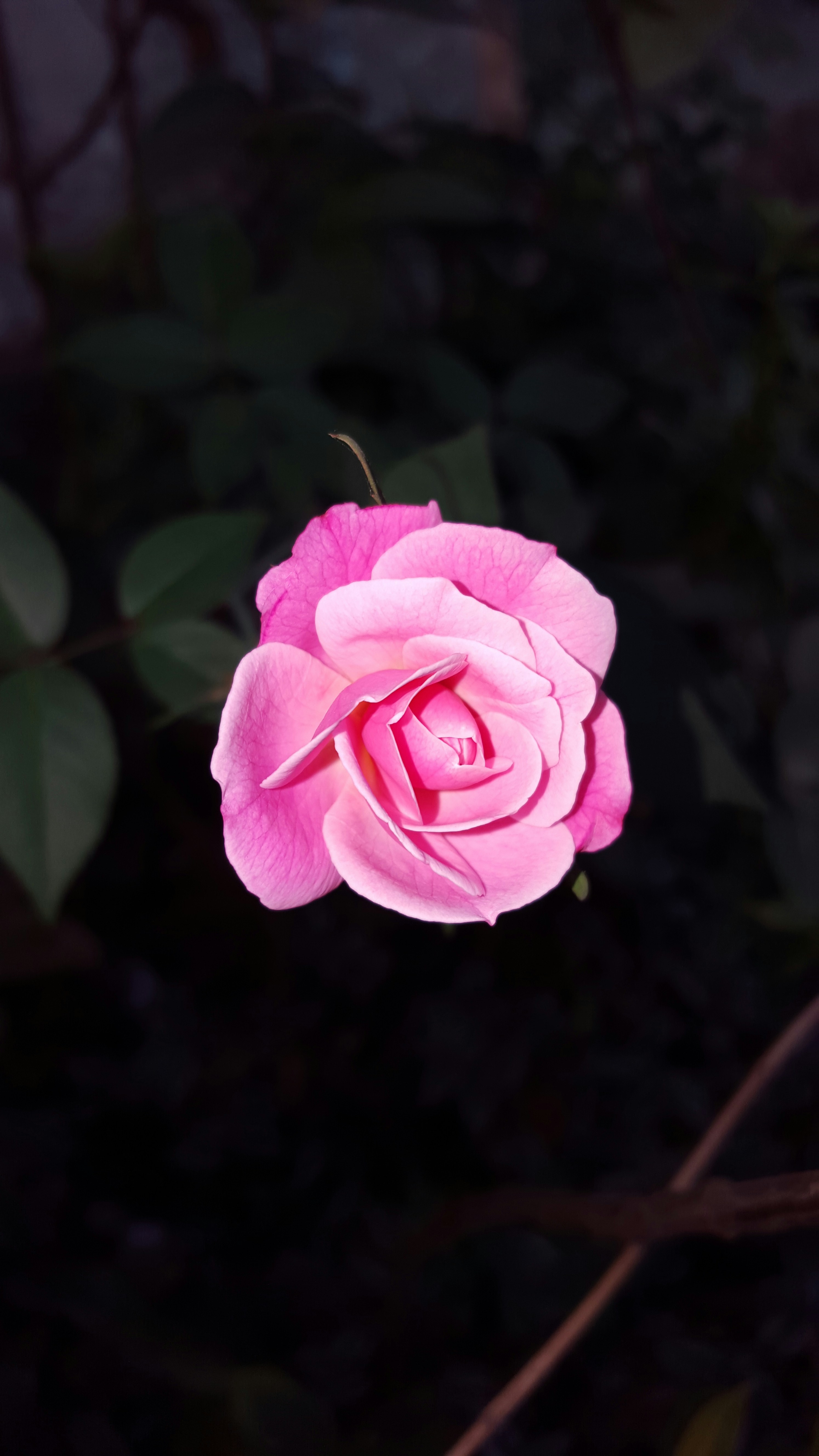 Free Unsplash photo from riaj uddin